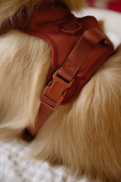 Dog wearing a brown harness on a soft surface