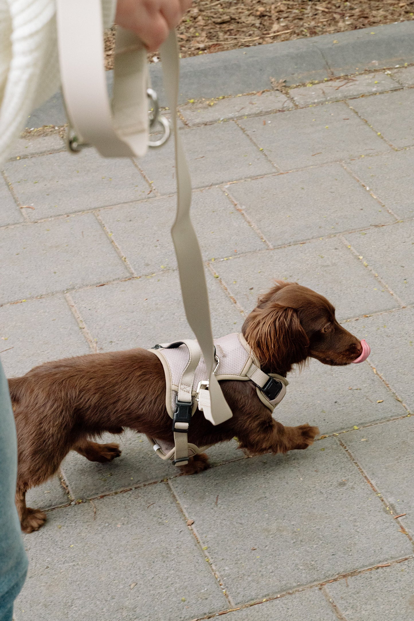 Small brown dog on a leash being walked on a paved surface