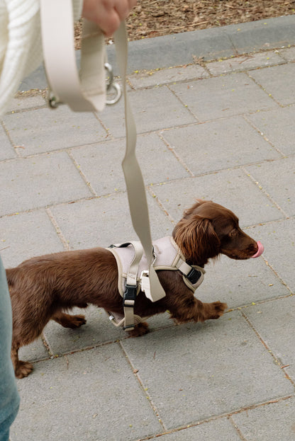 Small brown dog on a leash being walked on a paved surface