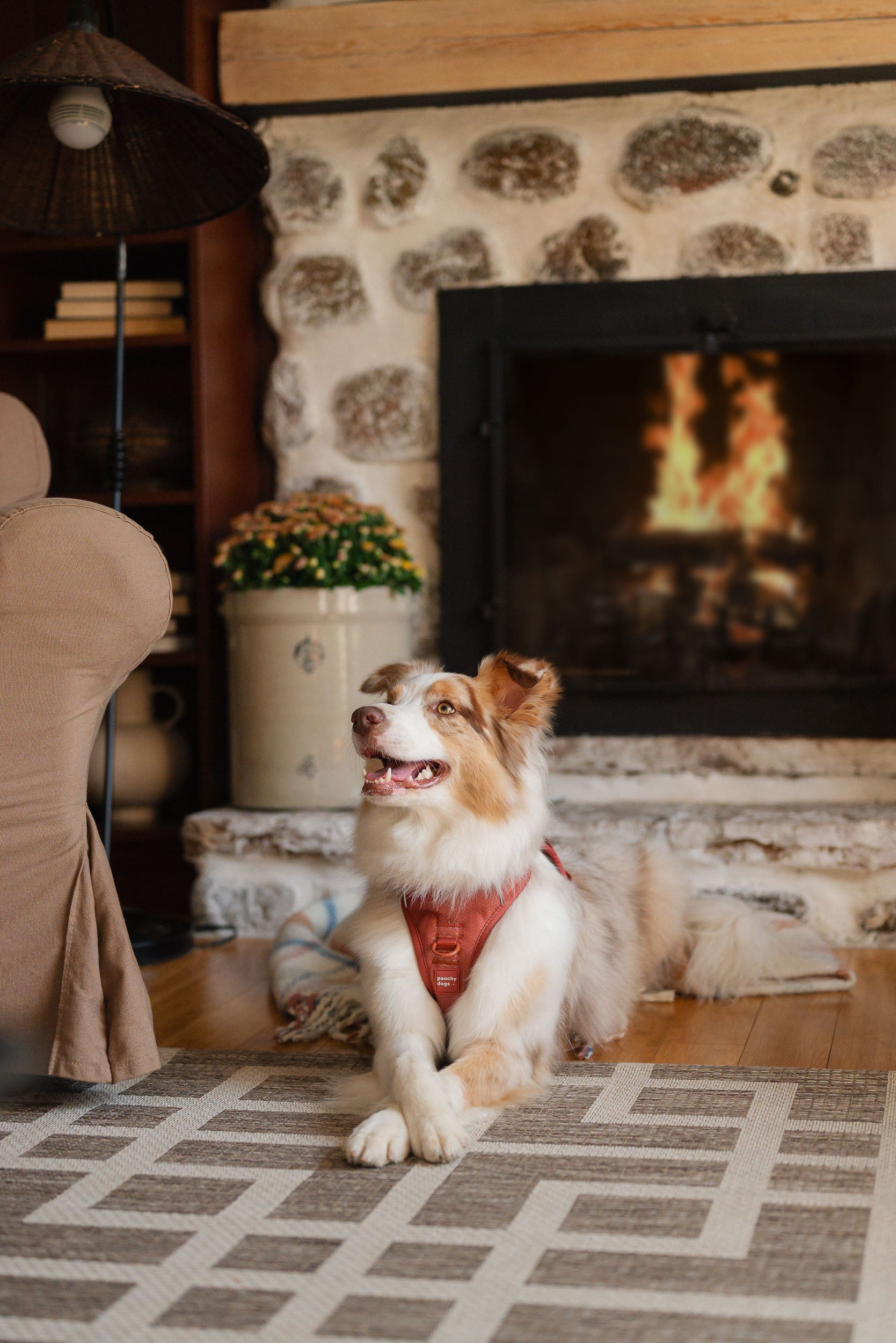 Dog sitting in front of a fireplace with a warm and cozy atmosphere