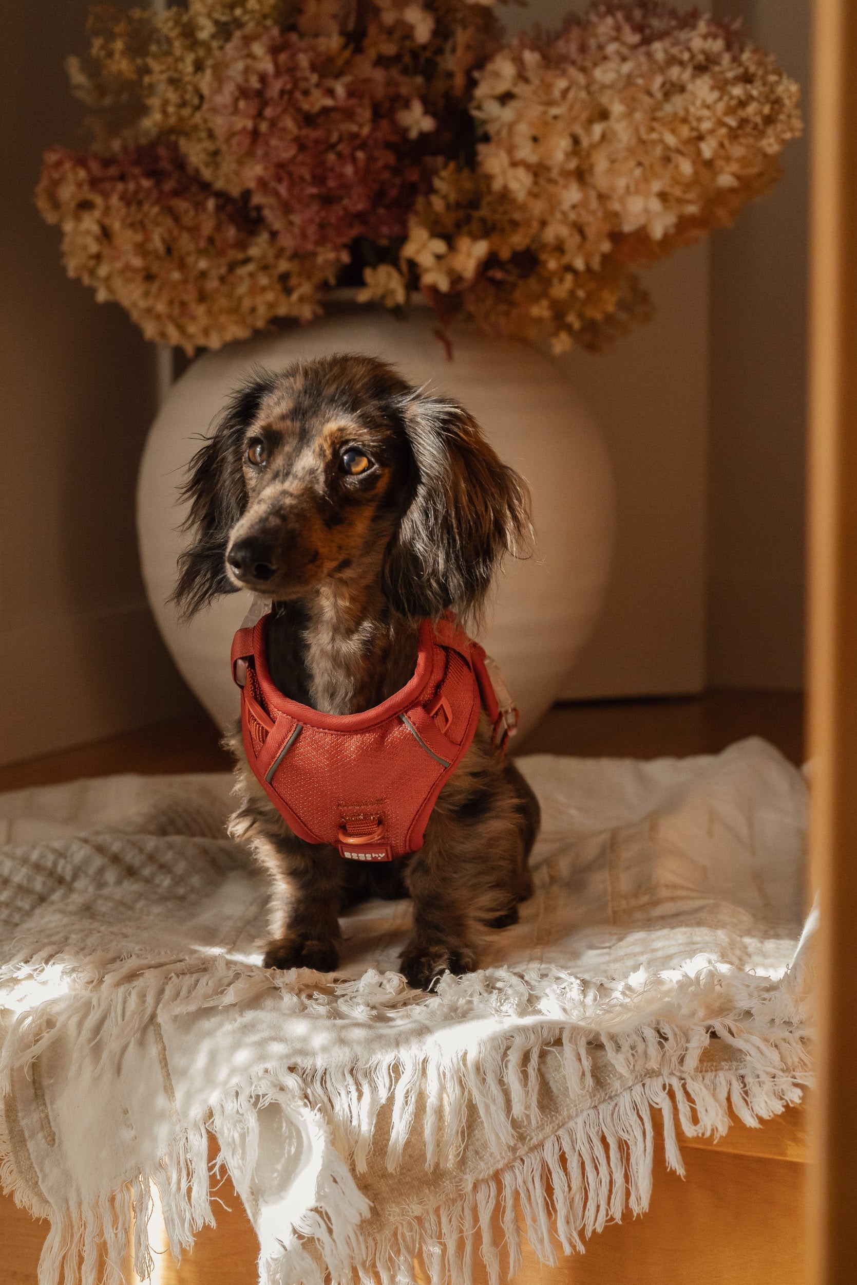 Small dog wearing a red harness sitting on a white blanket with a vase of flowers in the background.