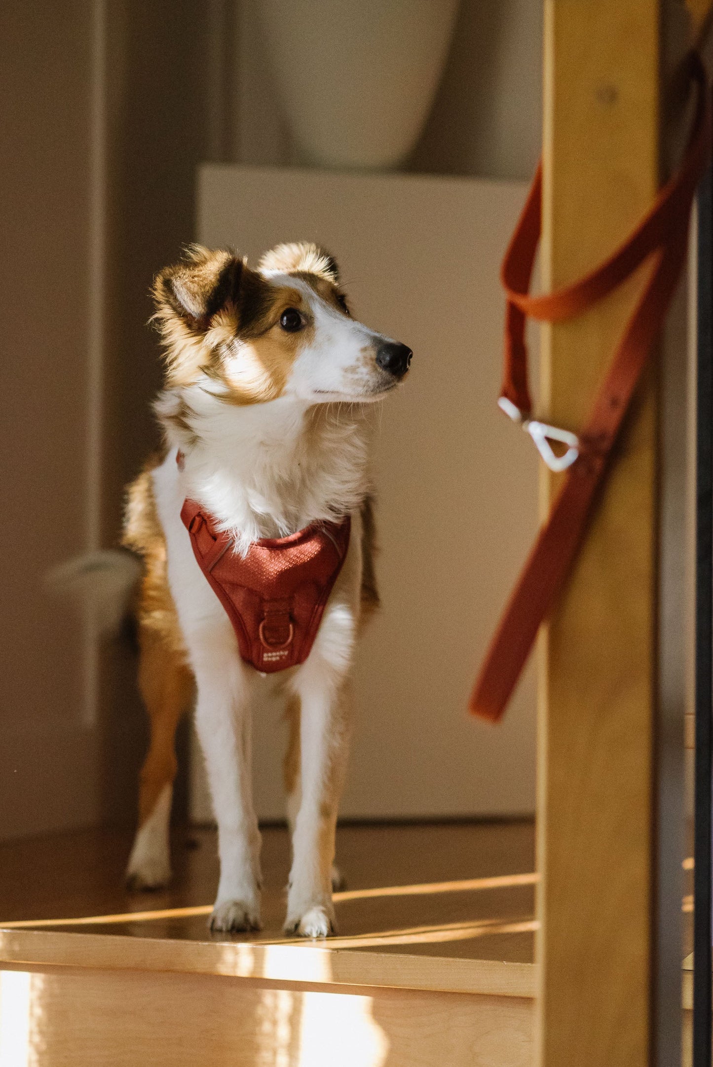 Dog wearing a red dog harness standing on a wooden floor with a leash in the background.