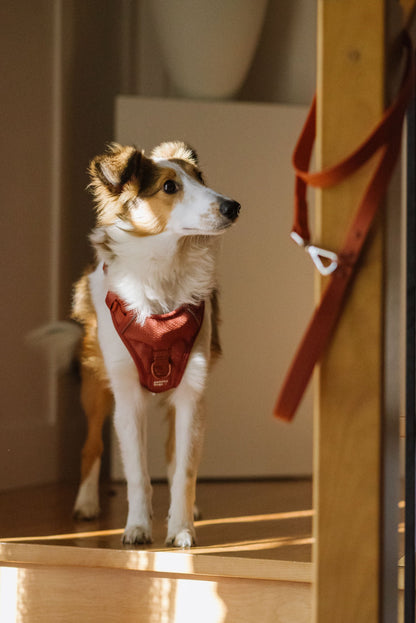 Dog wearing a red dog harness standing on a wooden floor with a leash in the background.