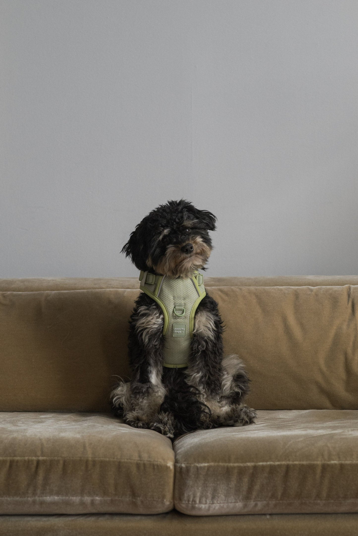 Dog sitting on a beige couch wearing a green harness against a plain wall.