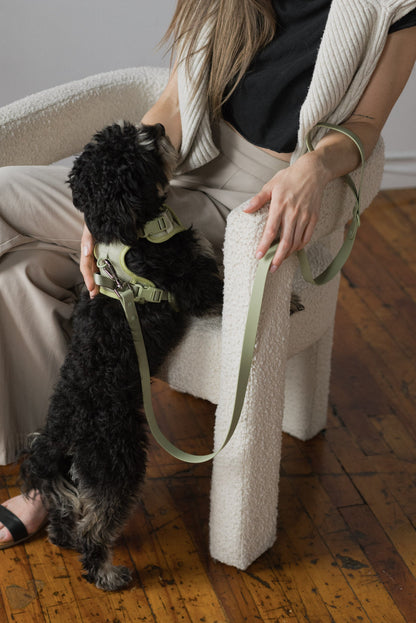 Person sitting on a chair holding a small black dog on a leash indoors.