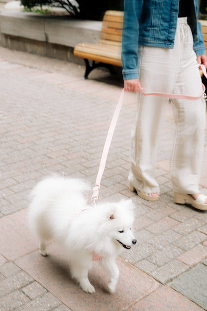 Person walking a white dog on a leash in an urban setting