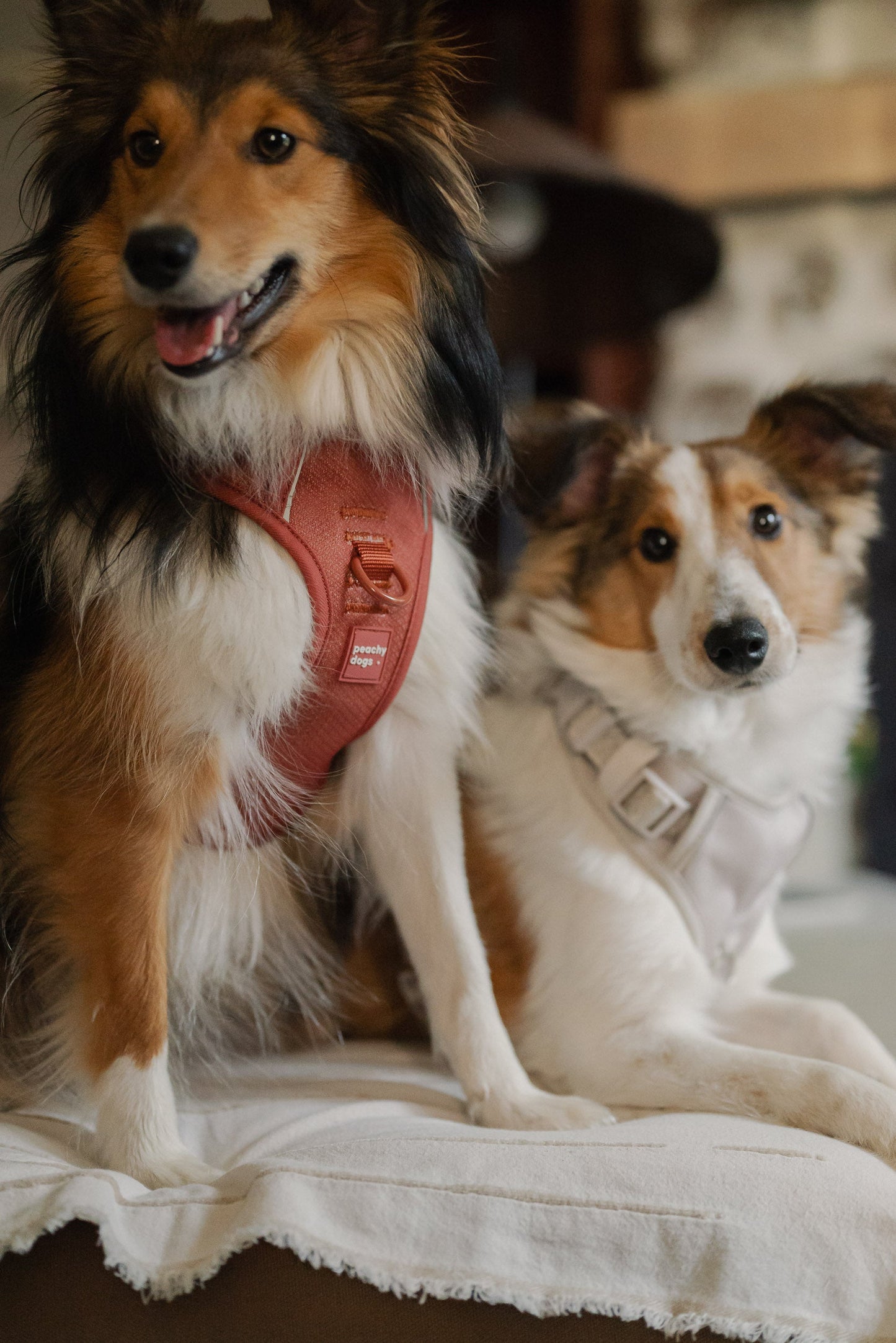 Two dogs sitting on a cushion with a blurred background