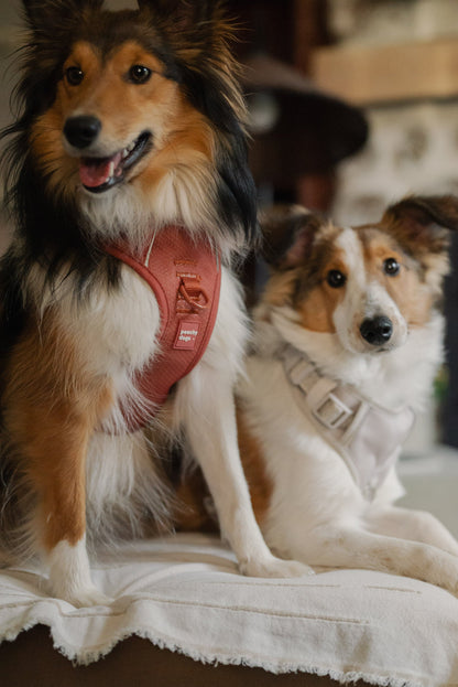 Two dogs sitting on a cushion with a blurred background
