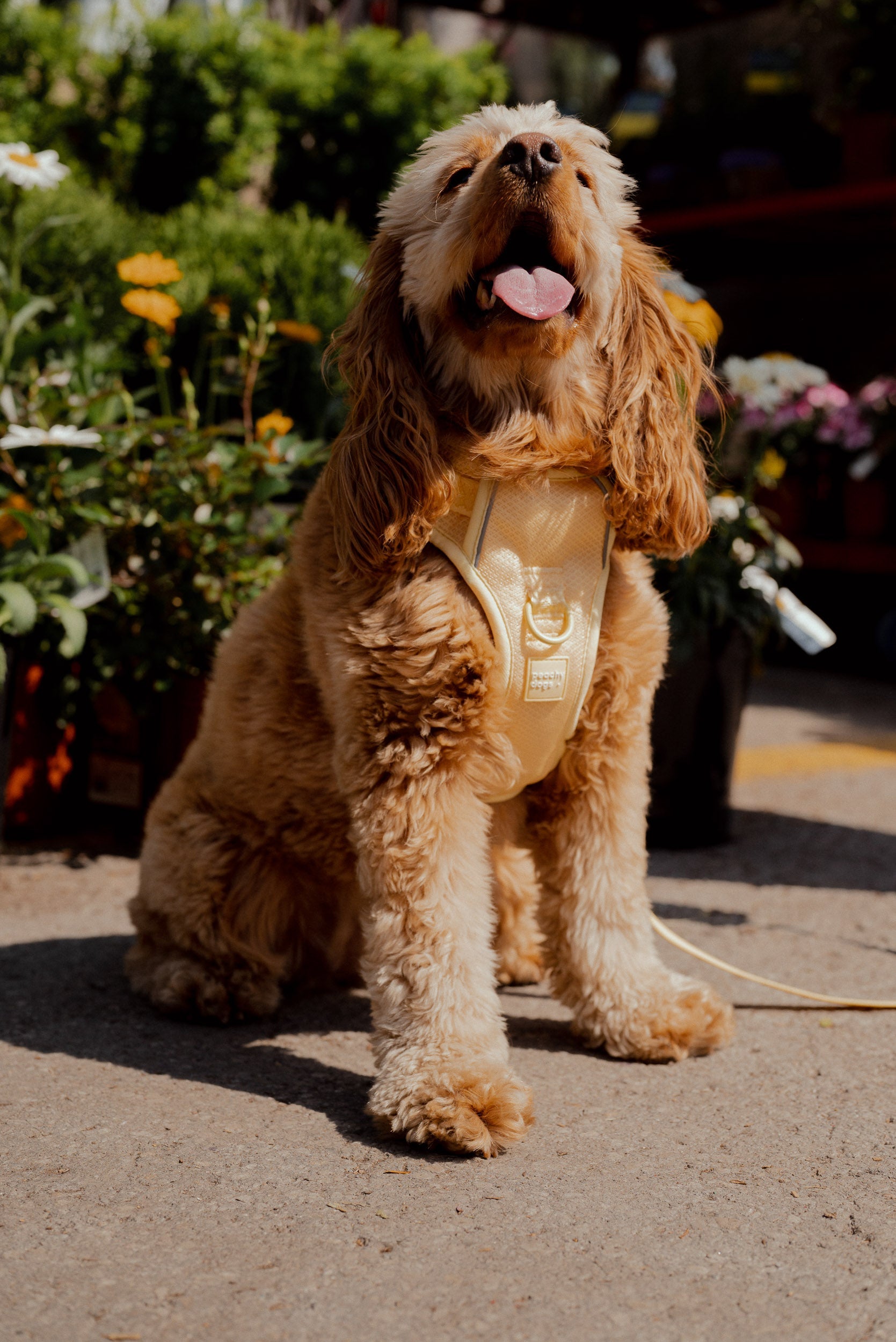 Dog wearing a yellow harness sitting on a sidewalk with plants in the background