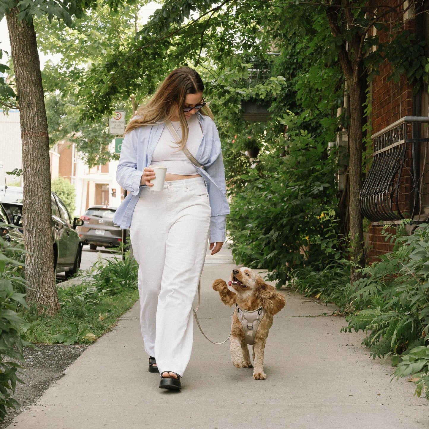 Woman walking in an urban neighbourhood with her dog using a Canadian made dog leash and harness
