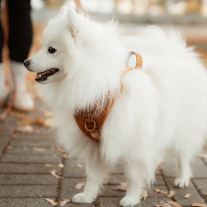 White dog on a leash standing on a paved walkway with blurred background