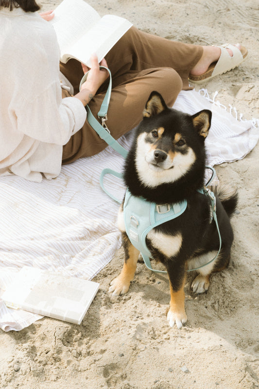 Classic 2.0 Harness Breeze dog harness from Floof Pet Products on a neutral background