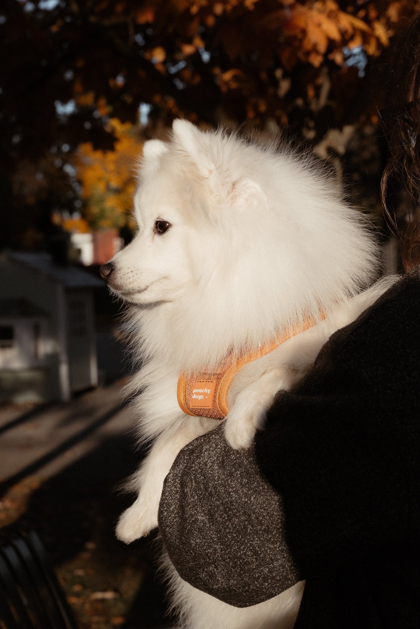 White dog being held by a person with autumn foliage in the background