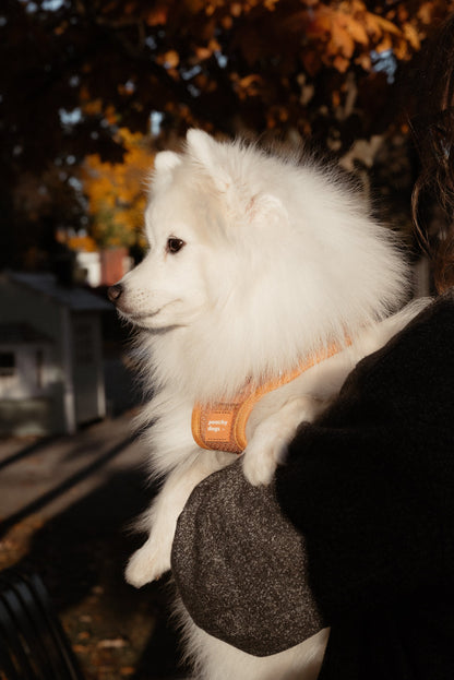 White dog being held by a person with autumn foliage in the background