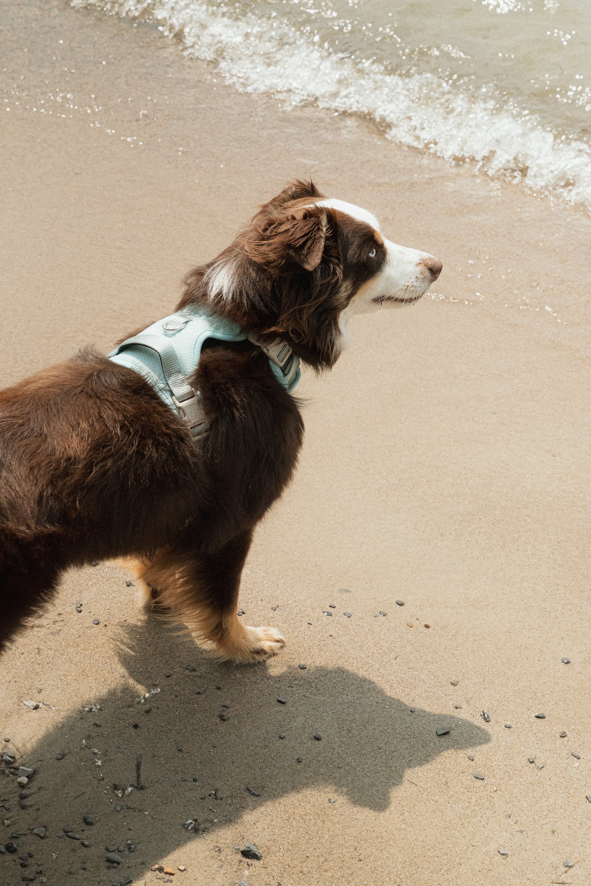 Classic 2.0 Harness Breeze dog harness made in Canada on a medium dog standing on the beach