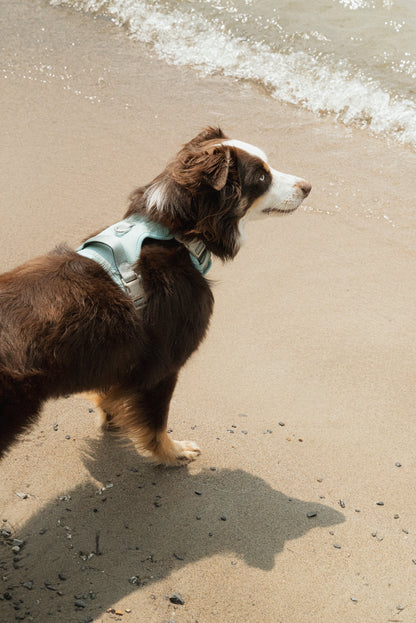 Classic 2.0 Harness Breeze dog harness made in Canada on a medium dog standing on the beach