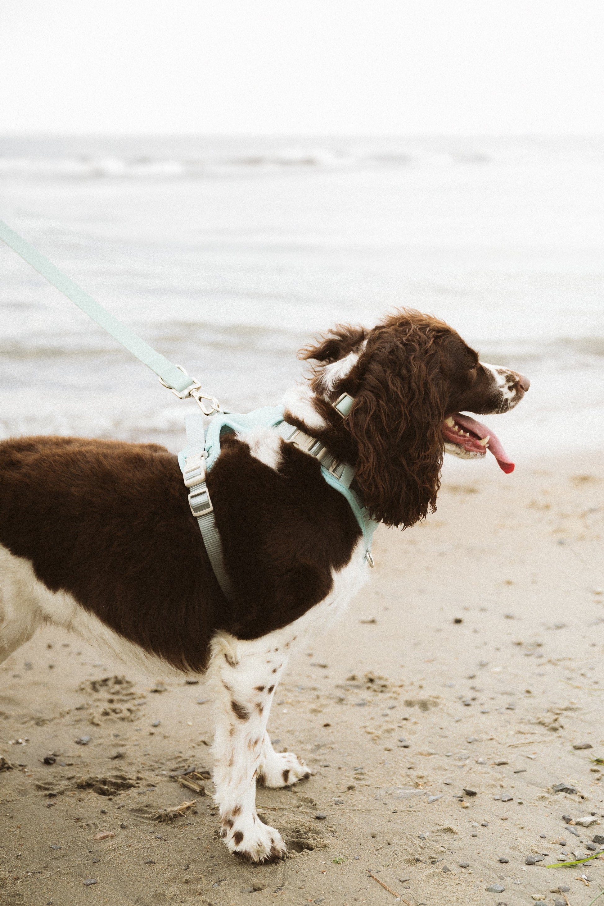 Classic 2.0 Harness Breeze dog harness in blue on a dog on the beach 