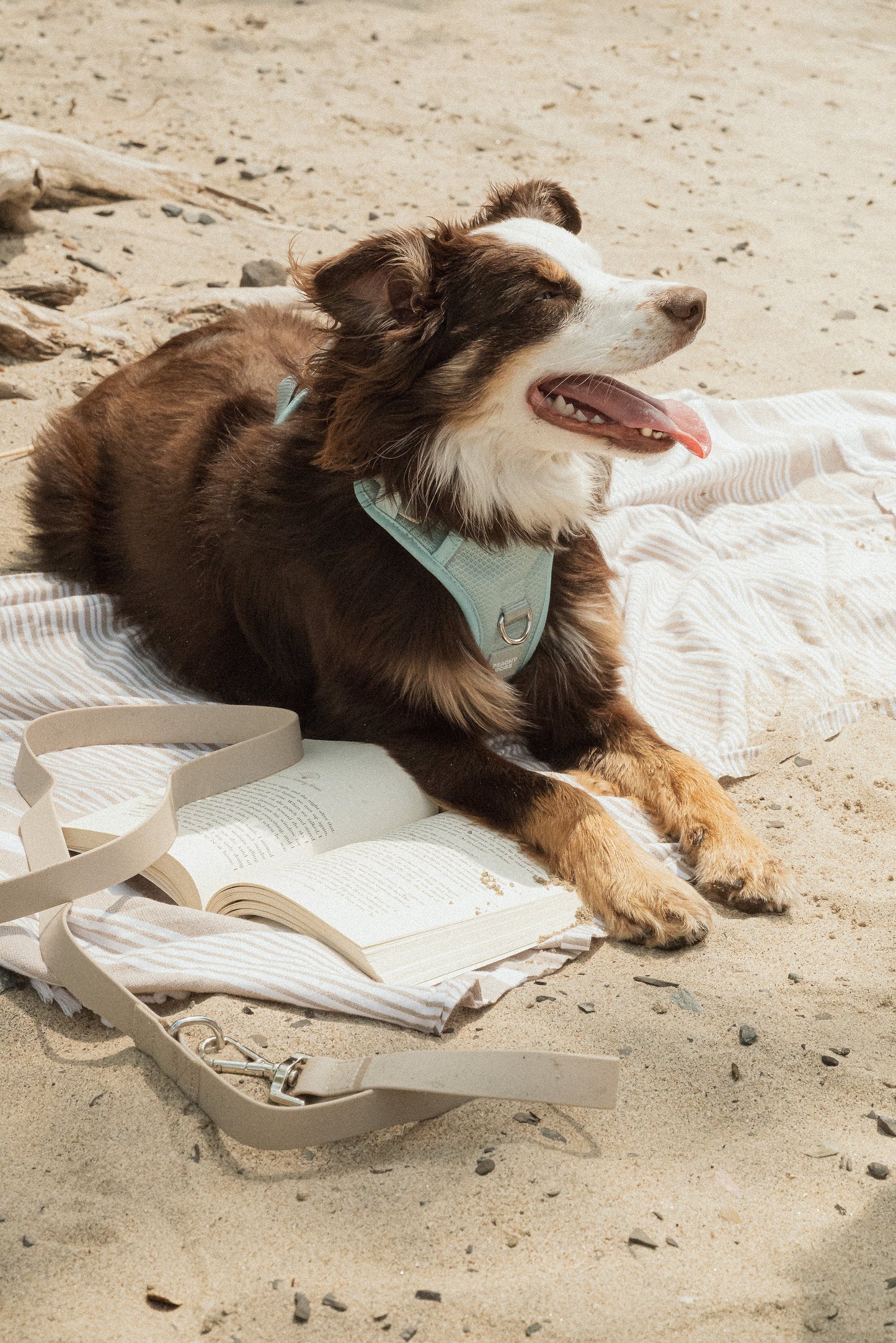 Classic 2.0 Harness Breeze dog harness on dog laying on a blanket on the beach.