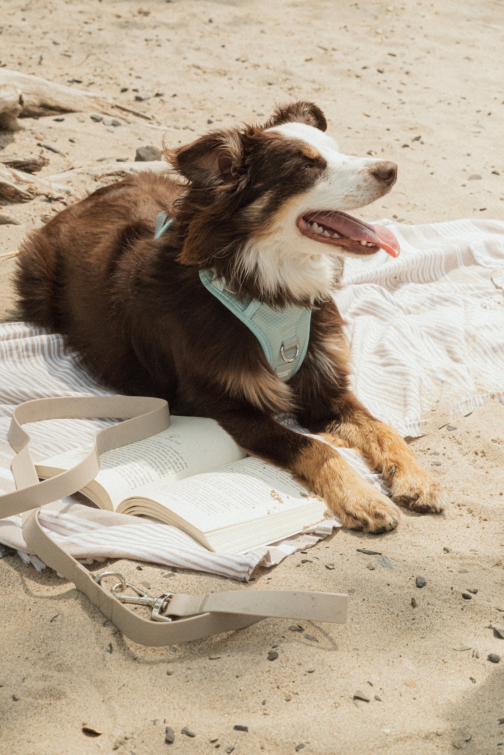 Classic 2.0 Harness Breeze dog harness on dog laying on a blanket on the beach.