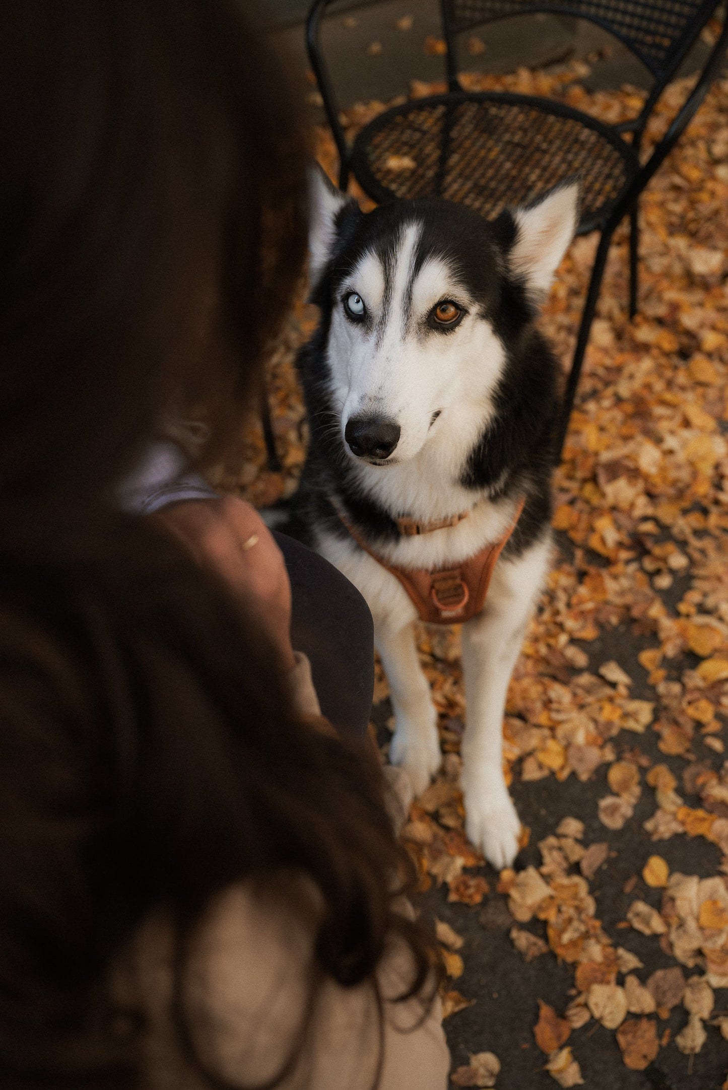 Husky dog sitting on a leaf-covered ground with a person partially visible.