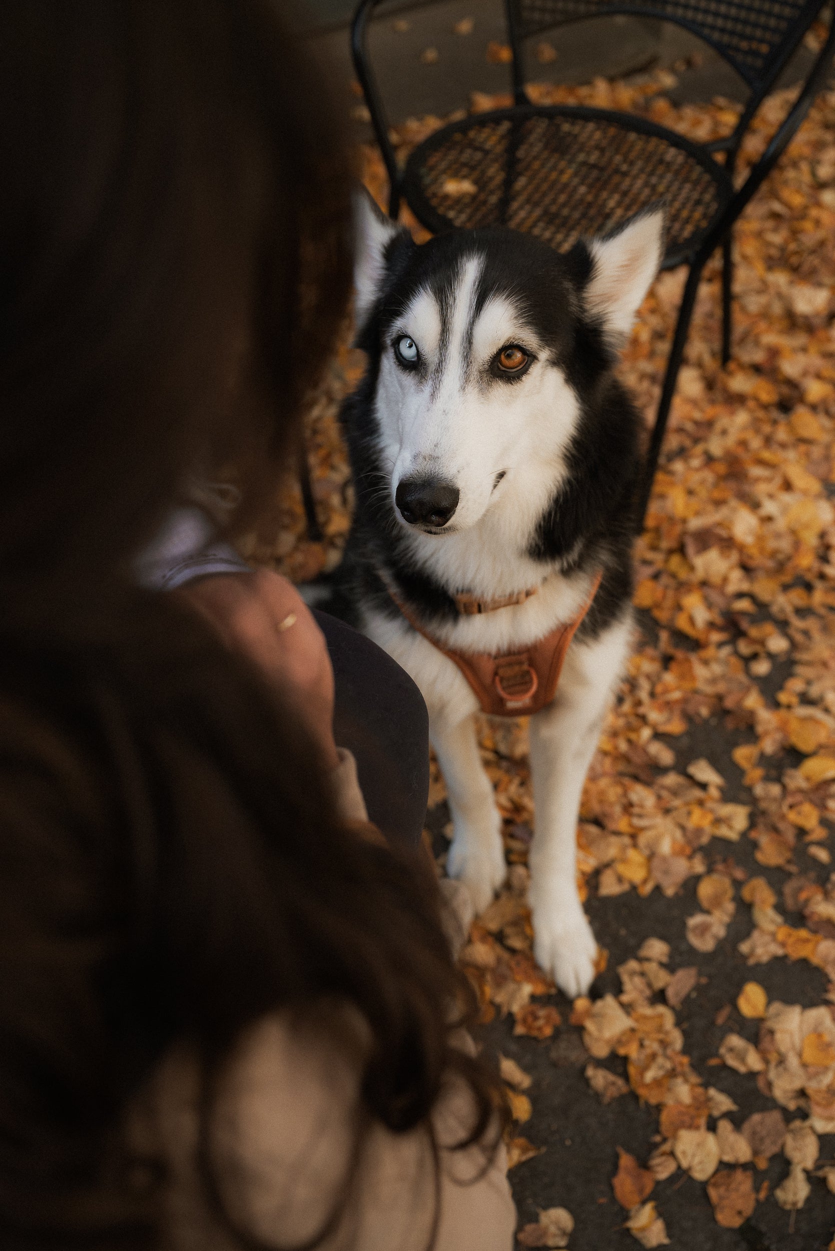 Husky dog sitting on a leaf-covered ground with a person partially visible.