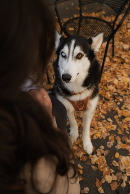 Husky dog sitting on a leaf-covered ground with a person partially visible.