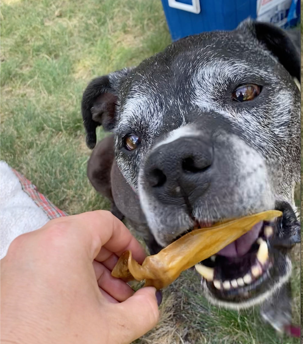 Multi-Dog Mega Stock-Up