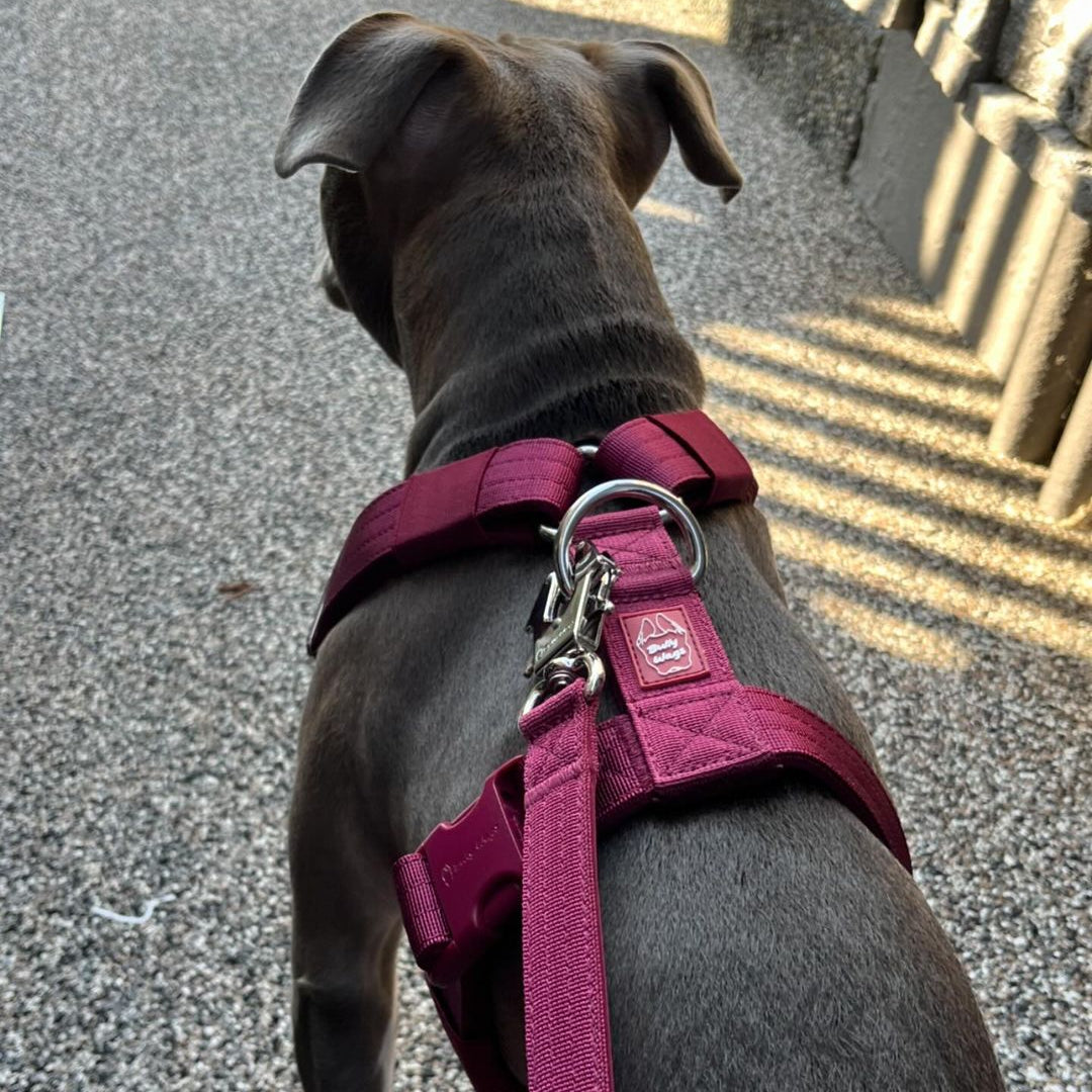 Tactical Dog Leash - Cherry Wine pet leashes from Floof Pet Products on a neutral background