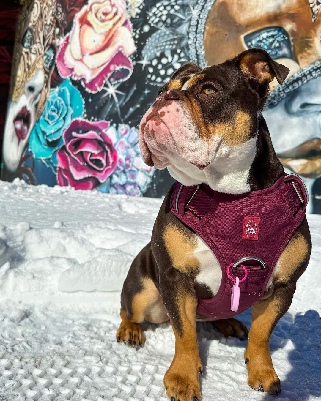 Heavy-Duty Everyday Harness - Cherry Wine pet collars & harnesses from Floof Pet Products on a neutral background