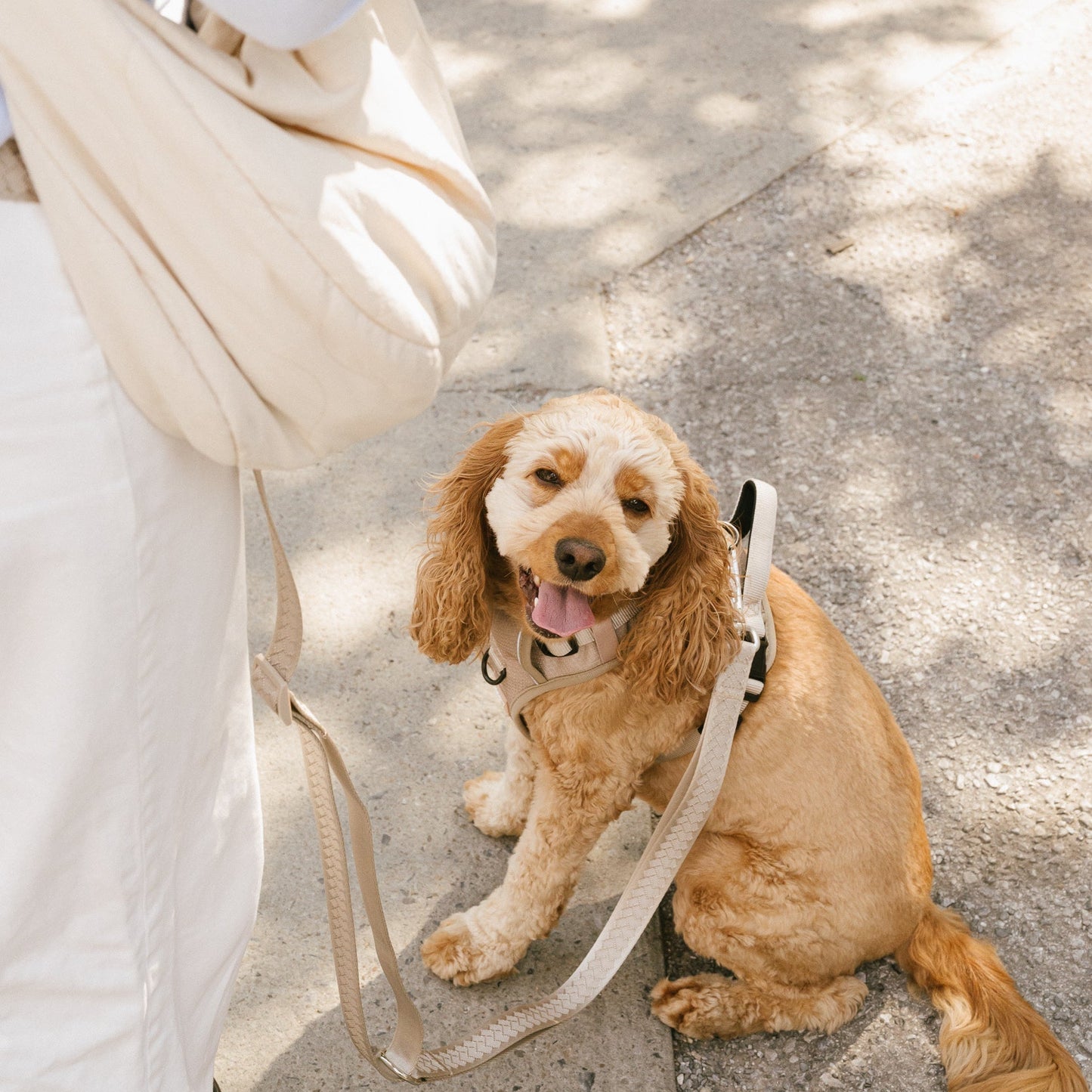 Daily Hands-Free Leash - Affogato leash from Floof Pet Products on a neutral background
