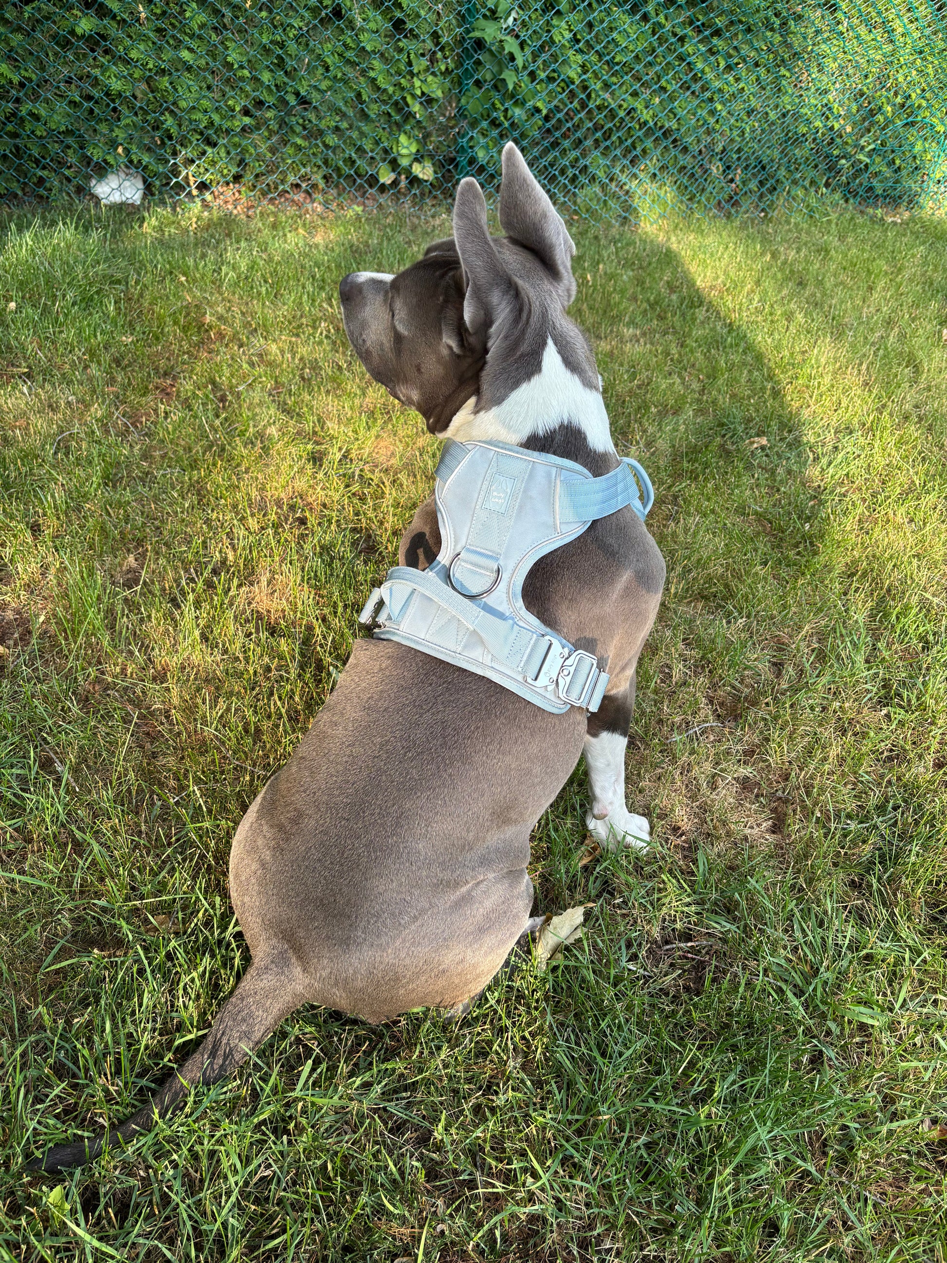 Dog wearing a harness standing on grass with a blurred background