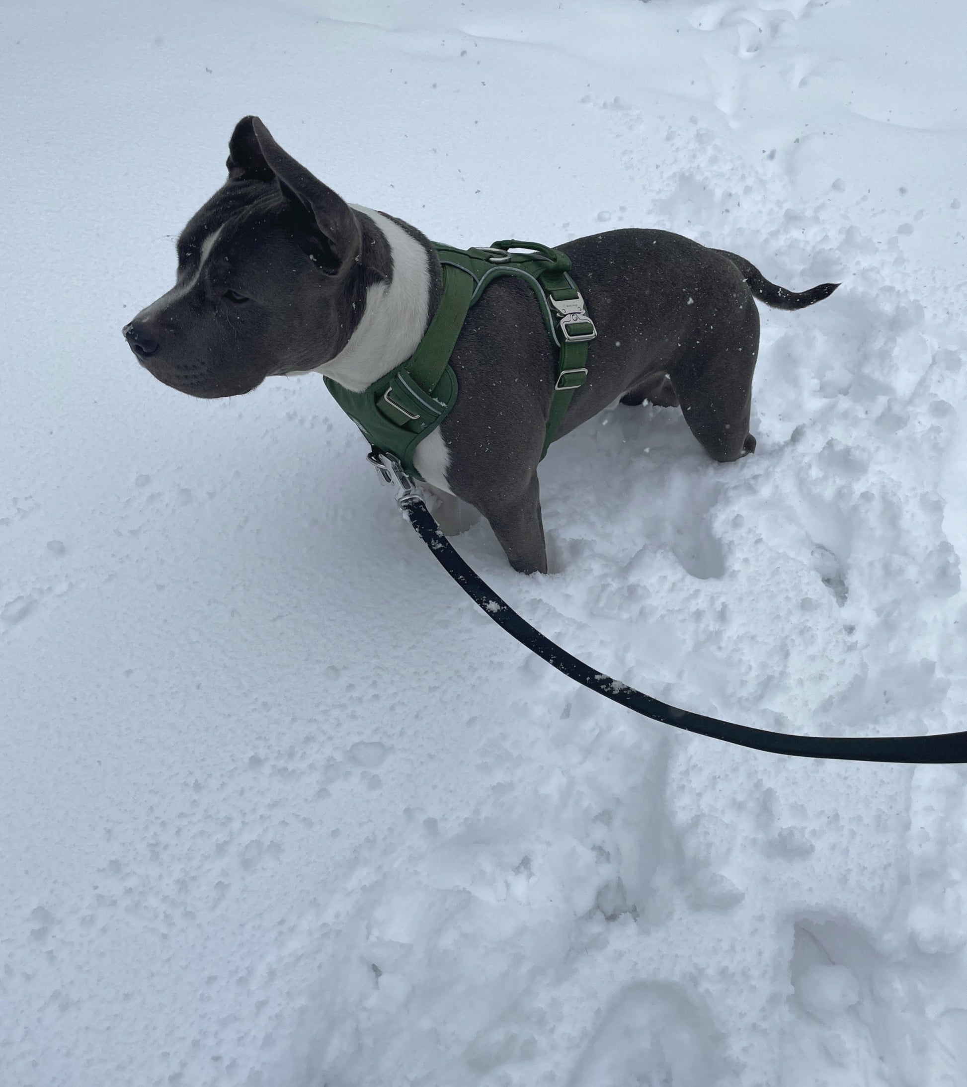 Heavy-Duty Everyday Harness - Cactus Green pet collars & harnesses from Floof Pet Products on a neutral background