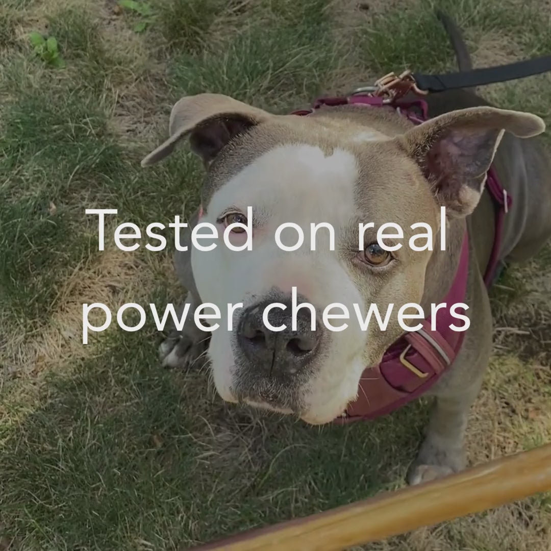 Load video: a dog eating a 12" bully stick