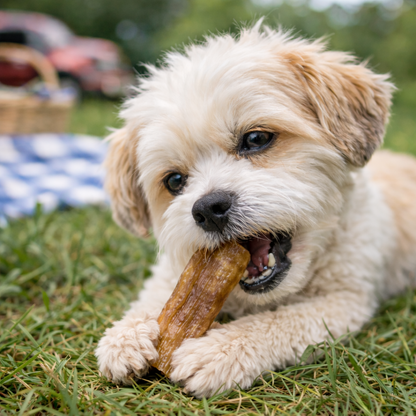 Dog chewing on a beef back tendon in a grassy outdoor setting